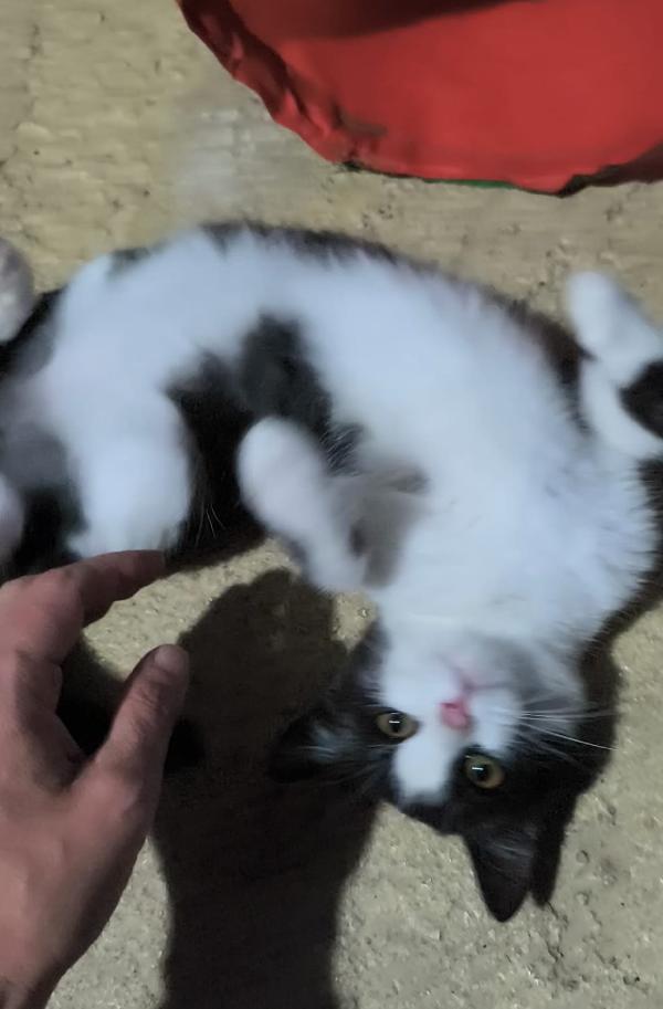  Mercoledì dal nasino rosa Foto 5